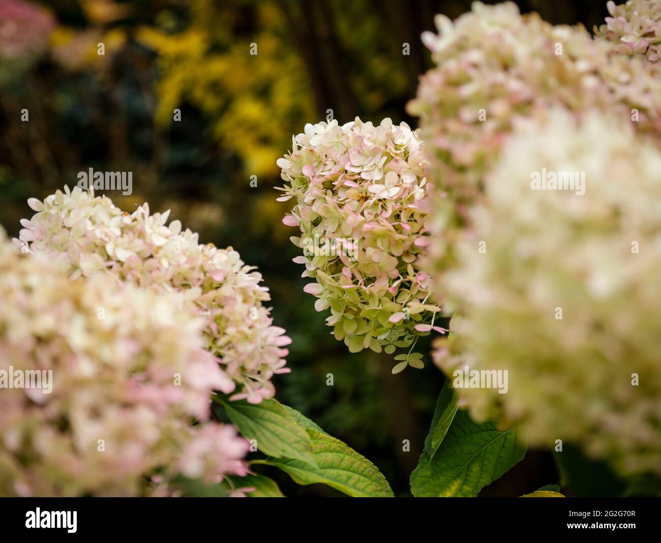 Pink hydrangea hi-res stock photography and images - Alamy