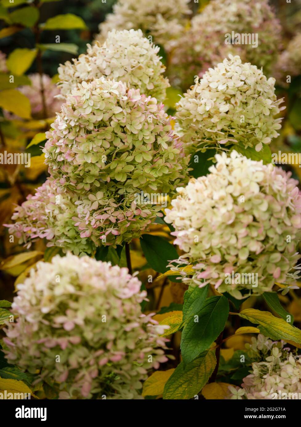 Pink hydrangea hi-res stock photography and images - Alamy
