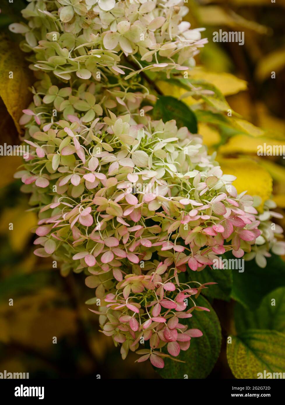 Pink hydrangea hi-res stock photography and images - Alamy