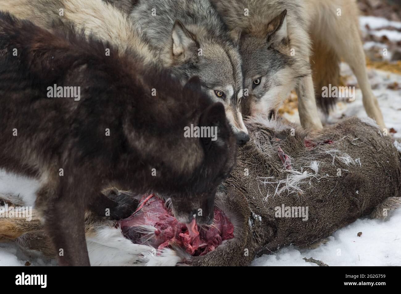 Pack of Wolves (Canis lupus) Close Up Feeding at White-Tail Deer Carcass Winter - captive animals Stock Photo