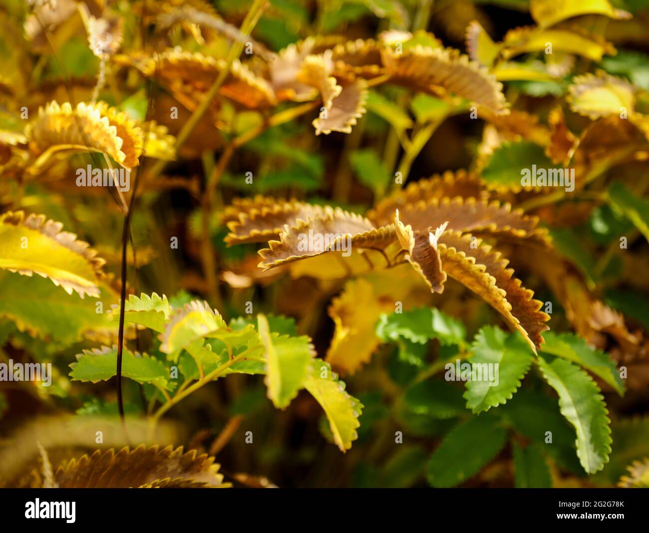 Autumn leaves from the Wiesenknopf Stock Photo
