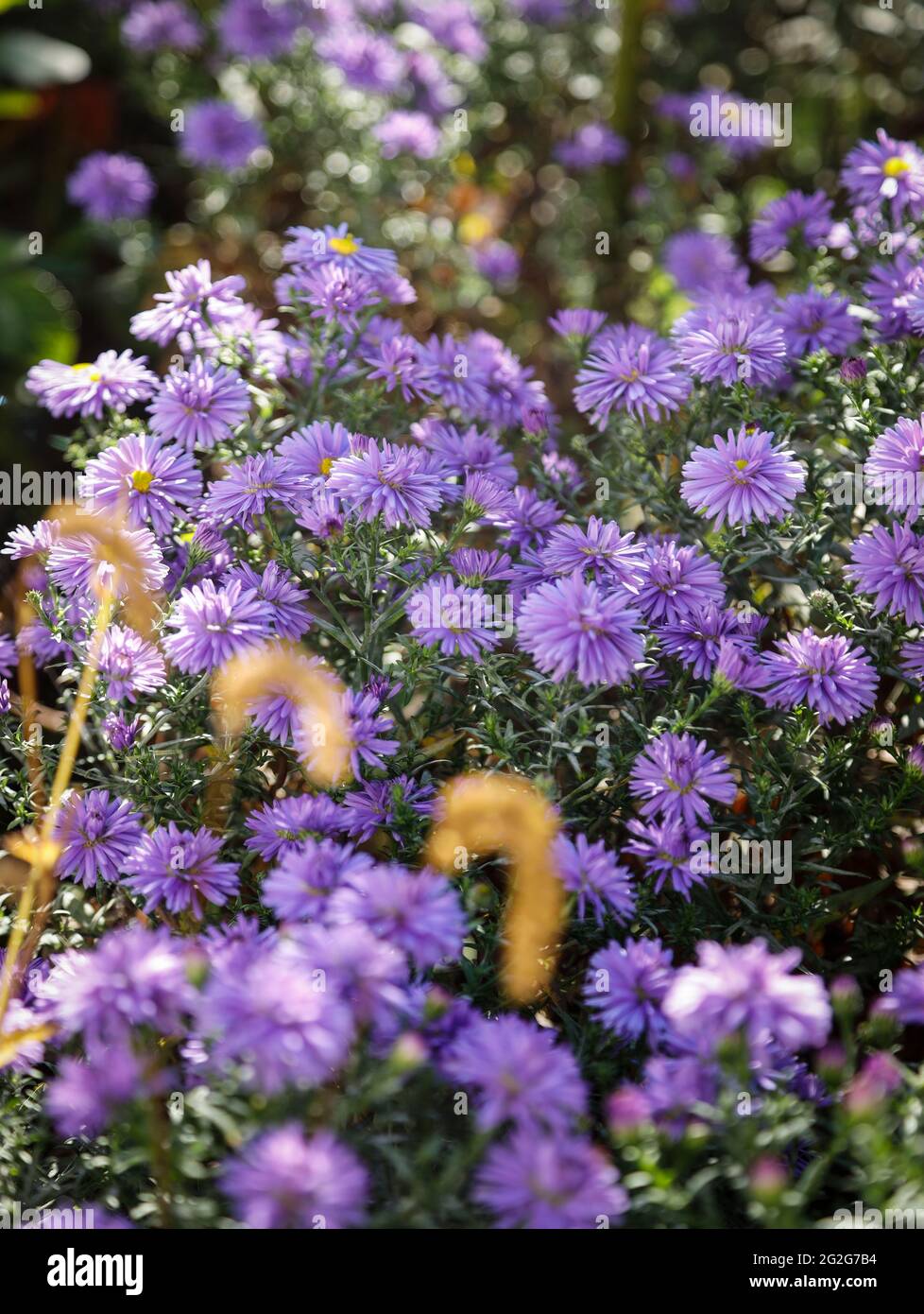 Purple flowers of the asters Stock Photo