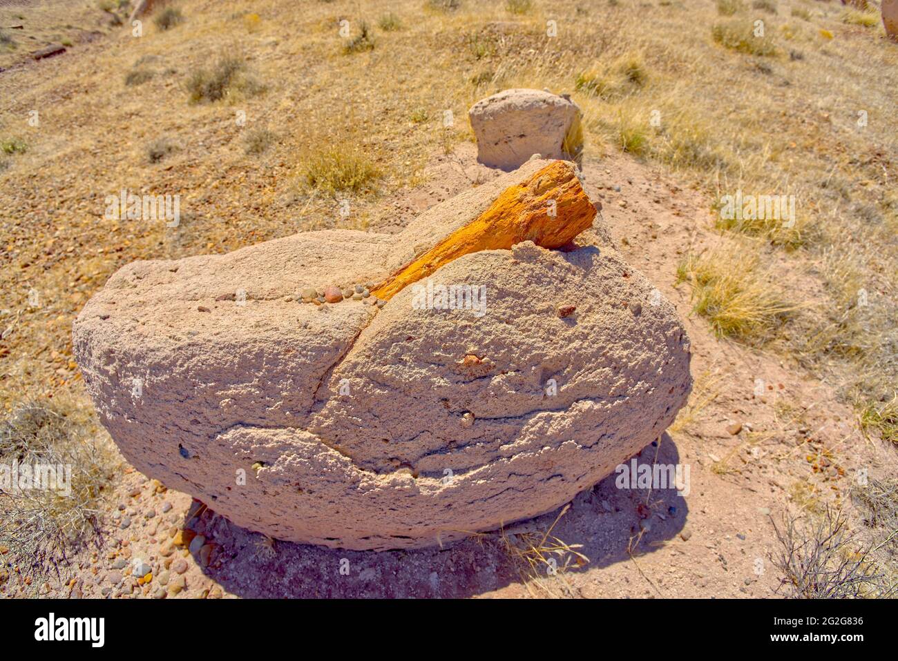 Petrified Wood Embedded in Rock Stock Photo