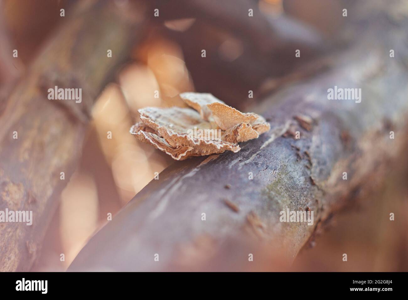 Tree fungus in the sunlight Stock Photo Alamy