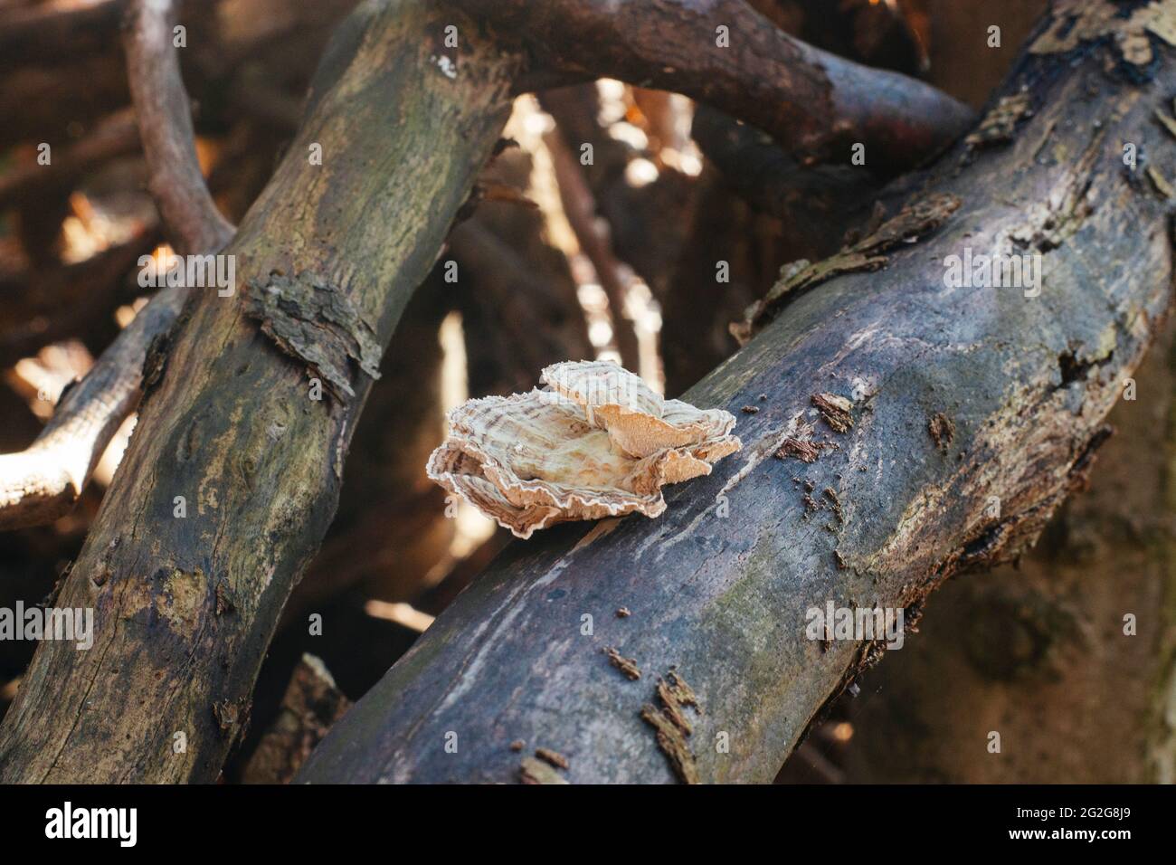 Tree fungus in the sunlight Stock Photo Alamy