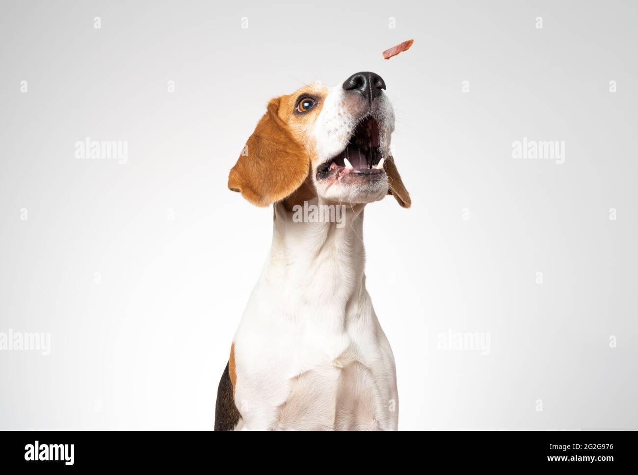 Closeup of Beagle dog, portrait, in front of white Stock Photo - Alamy