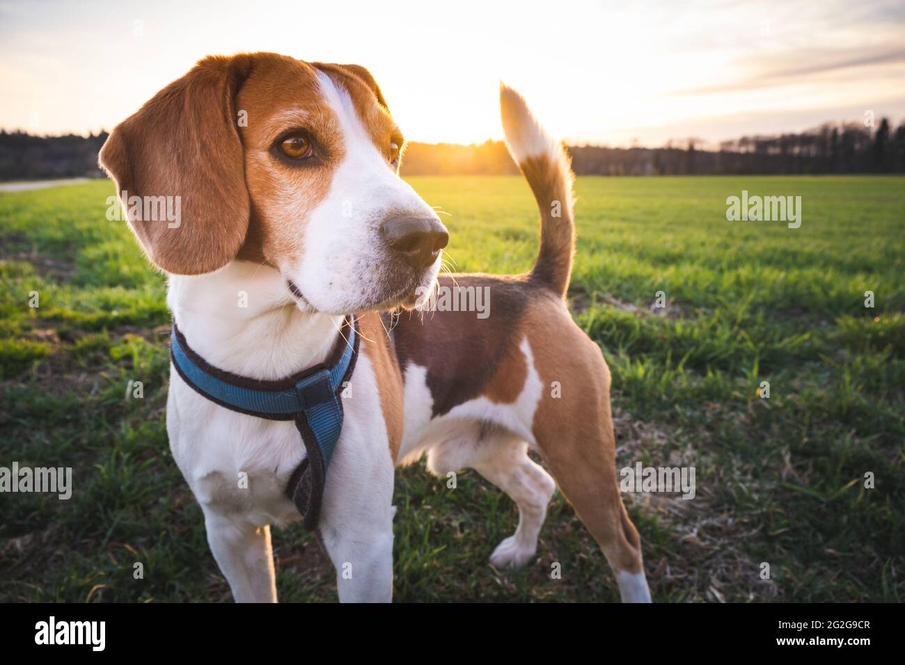 Beagle nature cheap