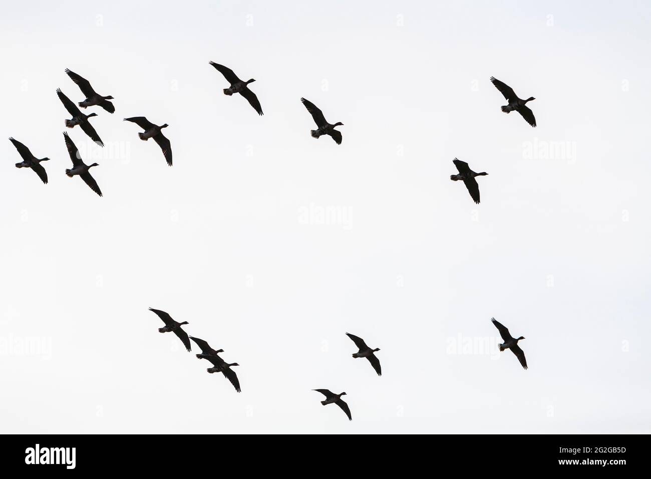 Europe, Poland, Podlaskie Voivodeship, Greylag goose - spring migrations Stock Photo