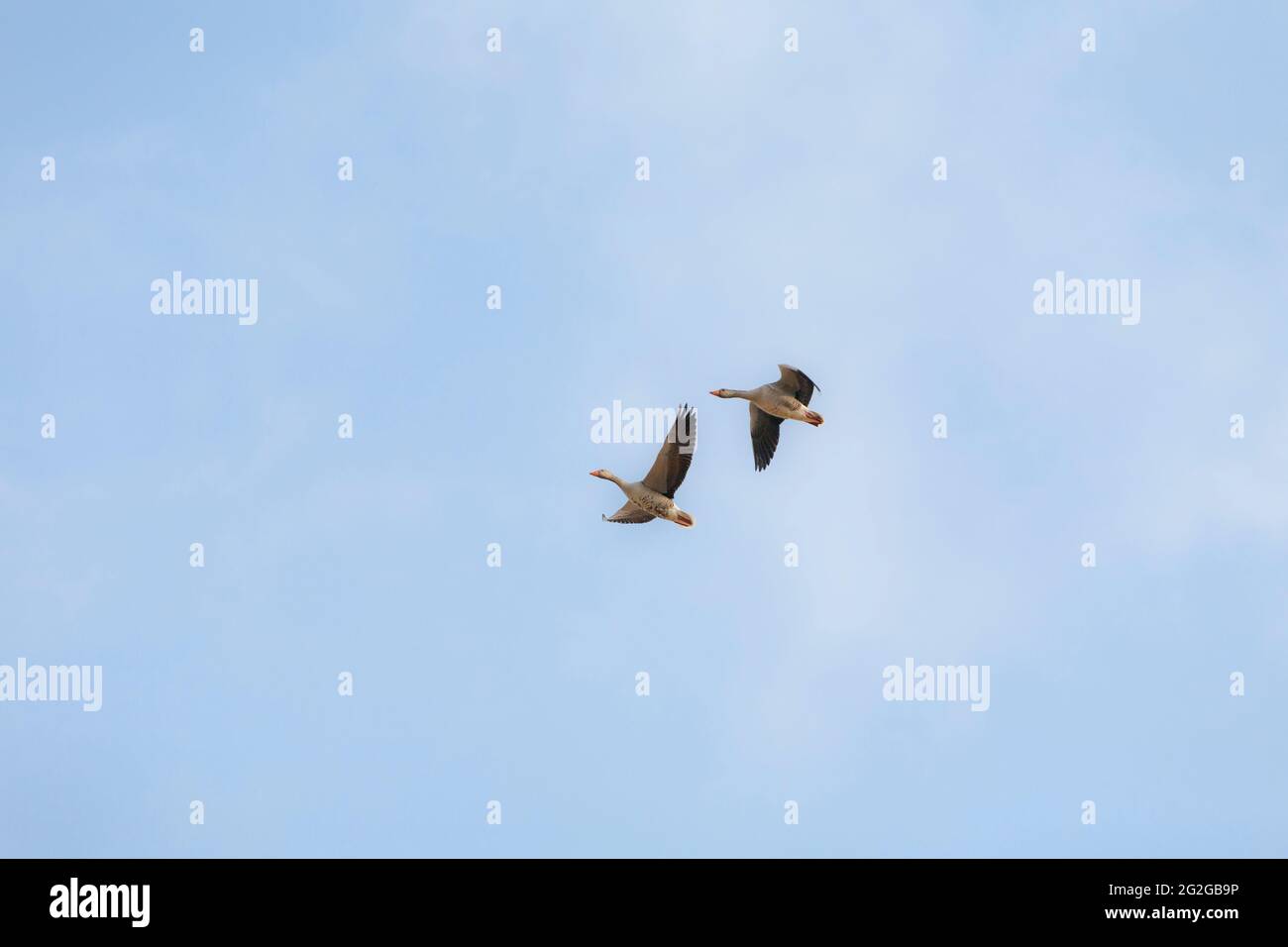 Europe, Poland, Podlaskie Voivodeship, Greylag goose - spring migrations Stock Photo