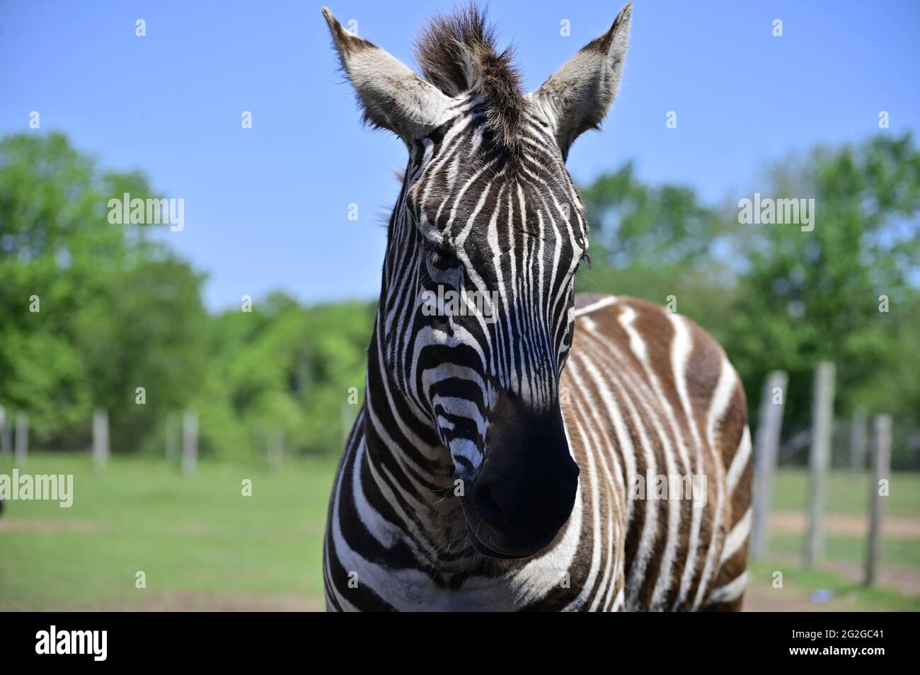 Zebra. Zebra in profile. African animals. Stock Photo
