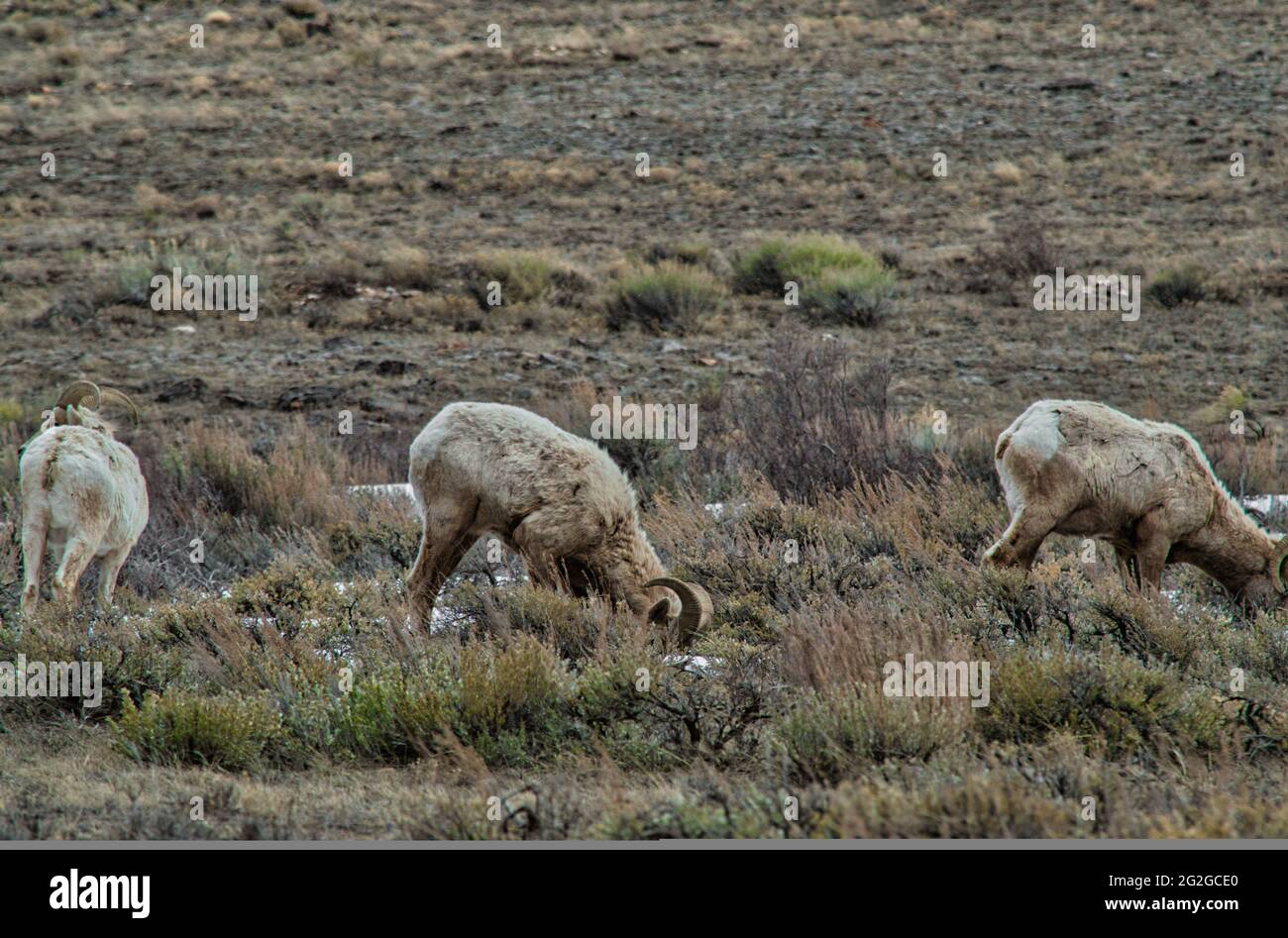 White bighorn sheep grazing on mountain pasture Stock Photo - Alamy