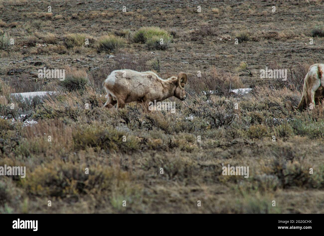 White bighorn sheep grazing on mountain pasture Stock Photo - Alamy