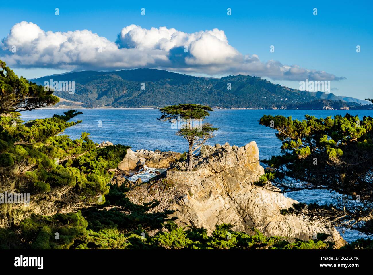 lone cypress in pebble beach