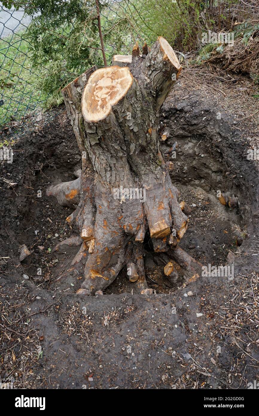 Germany, Bavaria, Upper Bavaria, Altötting district, garden of a single-family house, felled tree, crabapple, tree stump, rootstock, excavated Stock Photo