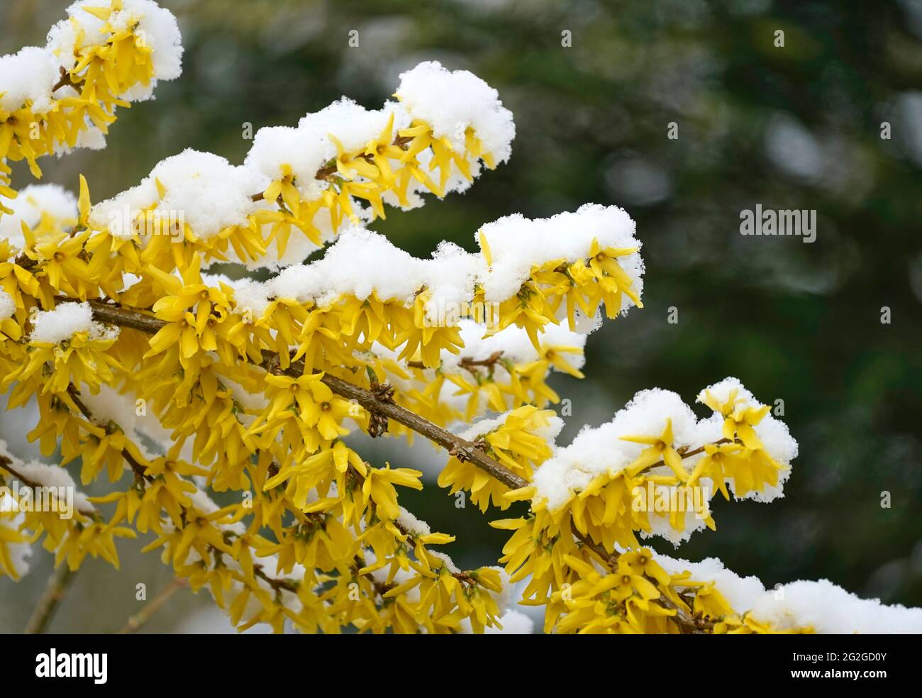 Germany, Bavaria, Upper Bavaria, shrub, forsythia, blossoms covered in snow, April weather Stock Photo