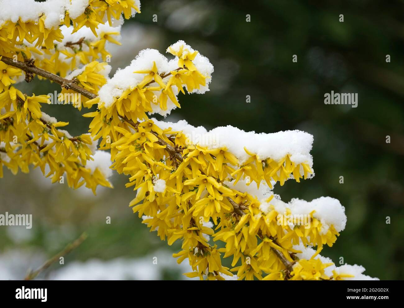 Germany, Bavaria, Upper Bavaria, shrub, forsythia, blossoms covered in snow, April weather Stock Photo
