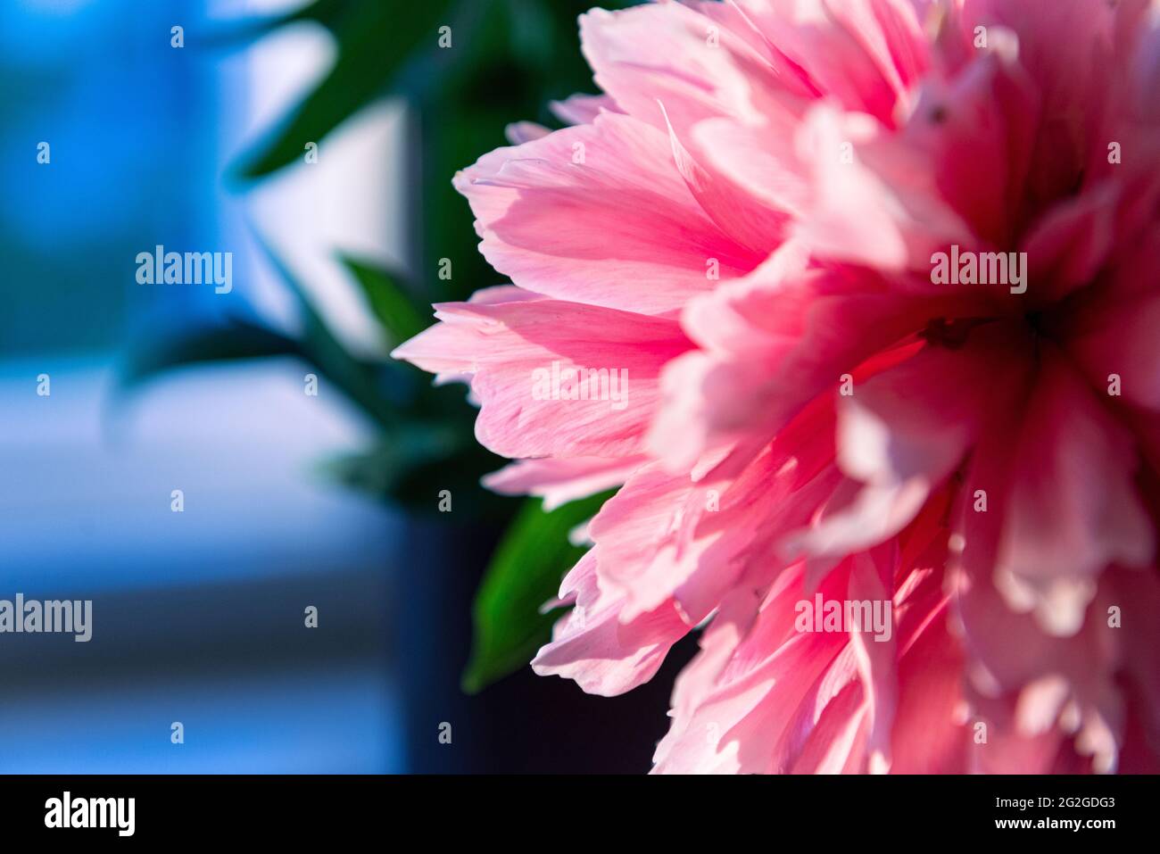 Peony, bloomed, pink Stock Photo