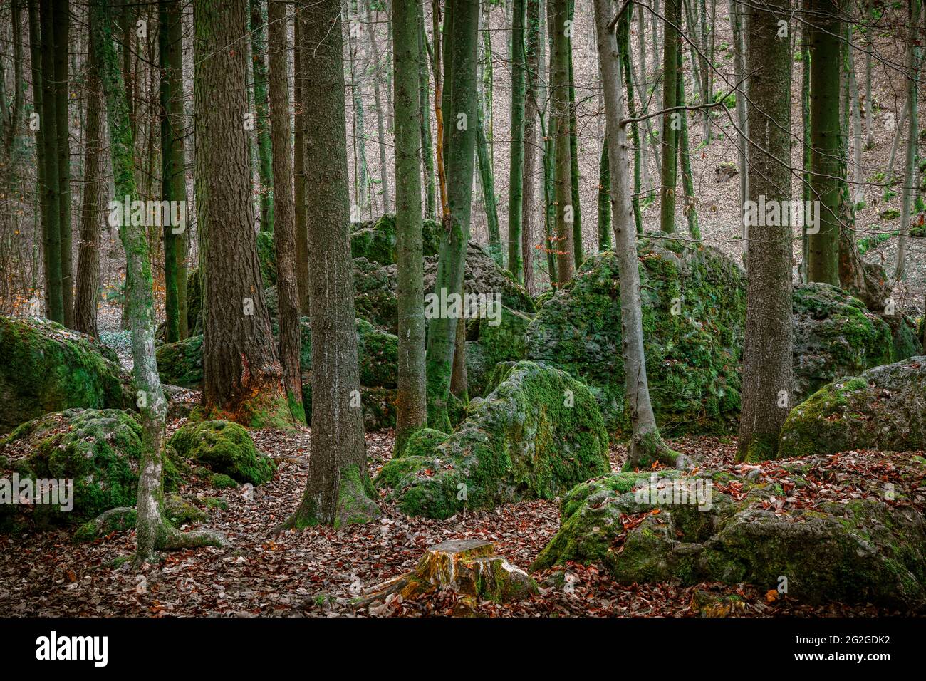 Druid grove in Franconian Switzerland, Bavaria Stock Photo