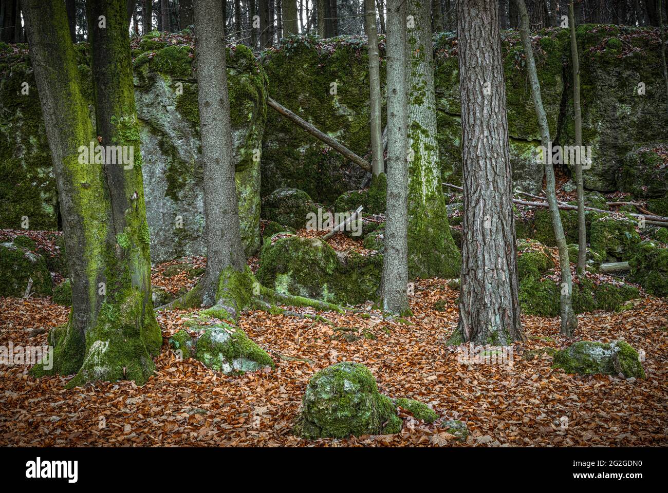 Druid grove in Franconian Switzerland, Bavaria Stock Photo