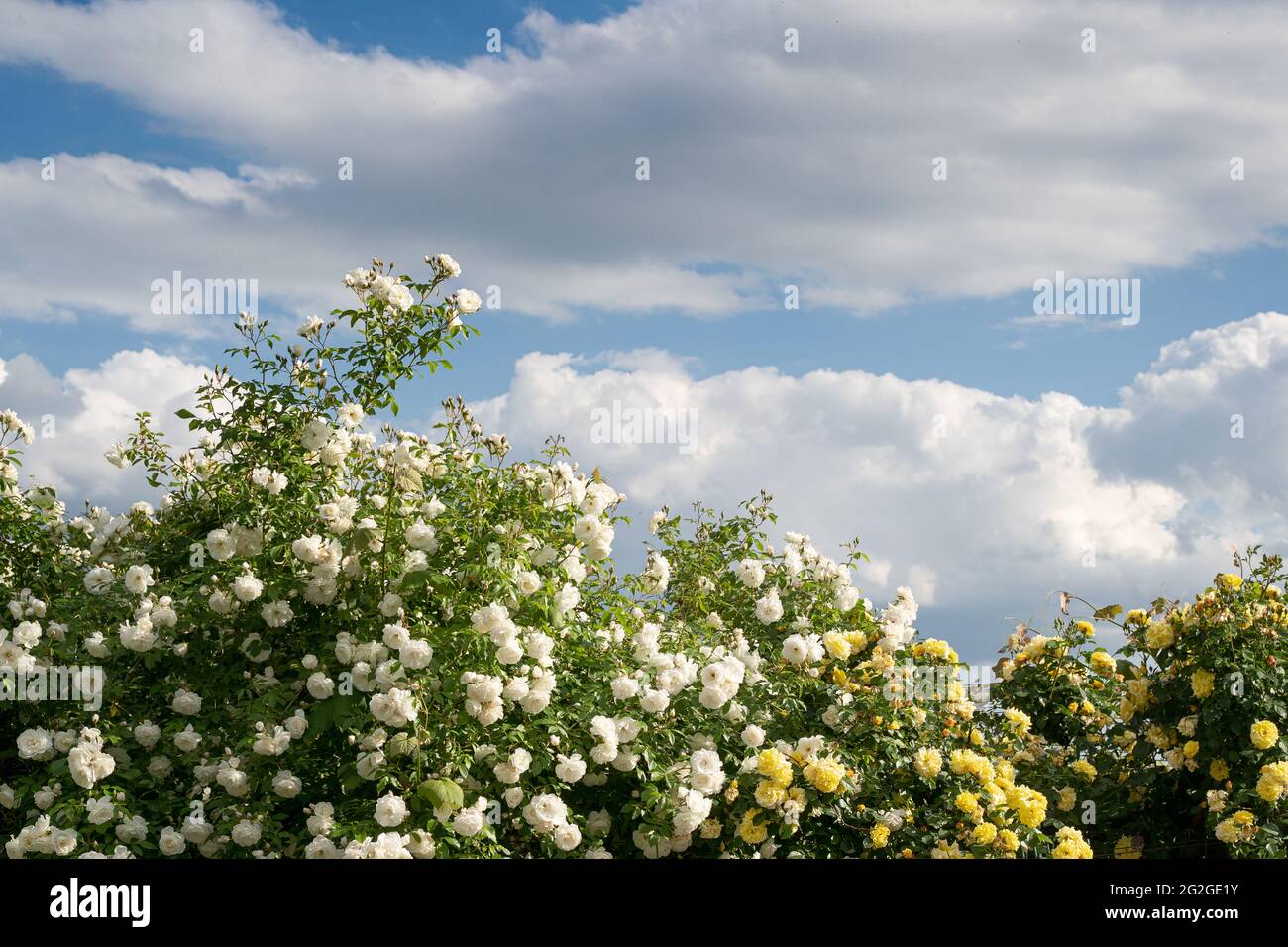 Yellow roses blue sky and white clouds hi-res stock photography and ...