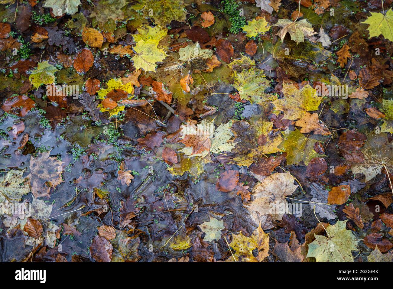 Autumn leaves in the water Stock Photo - Alamy