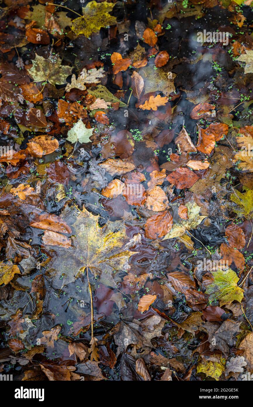 Autumn leaves in the water Stock Photo - Alamy