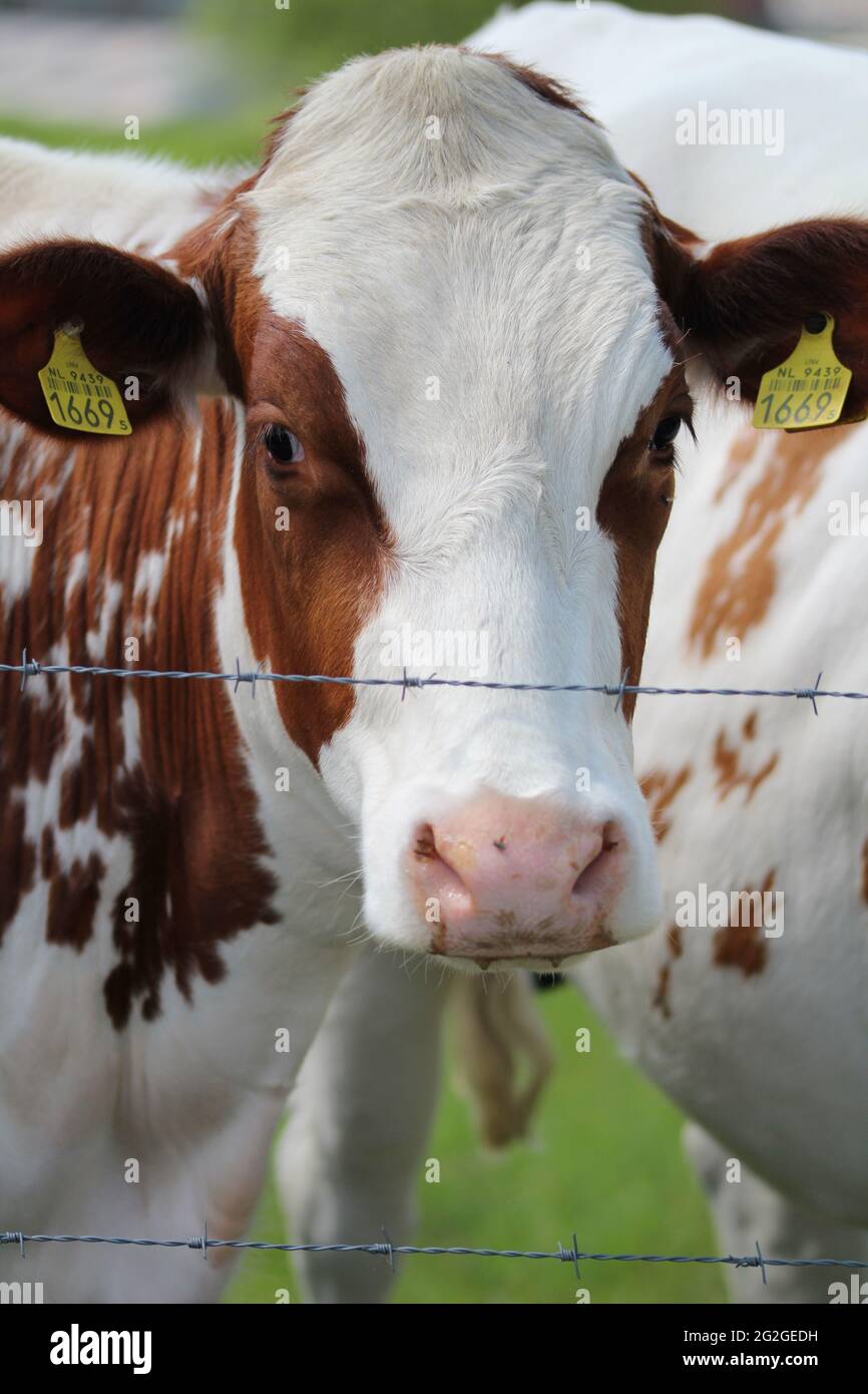Vertical shot of a cow with brown spots behind a wire fence Stock Photo ...