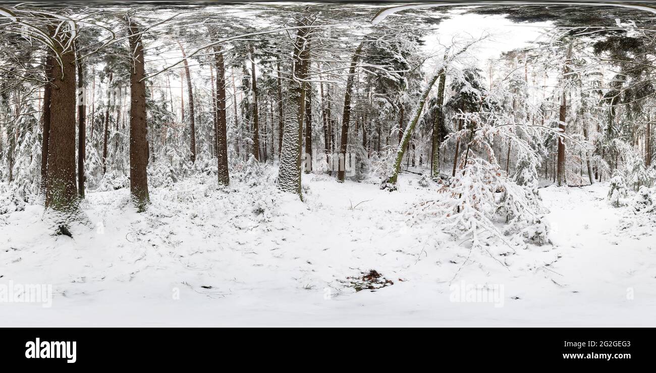 360 degree panorama, forest in winter Stock Photo