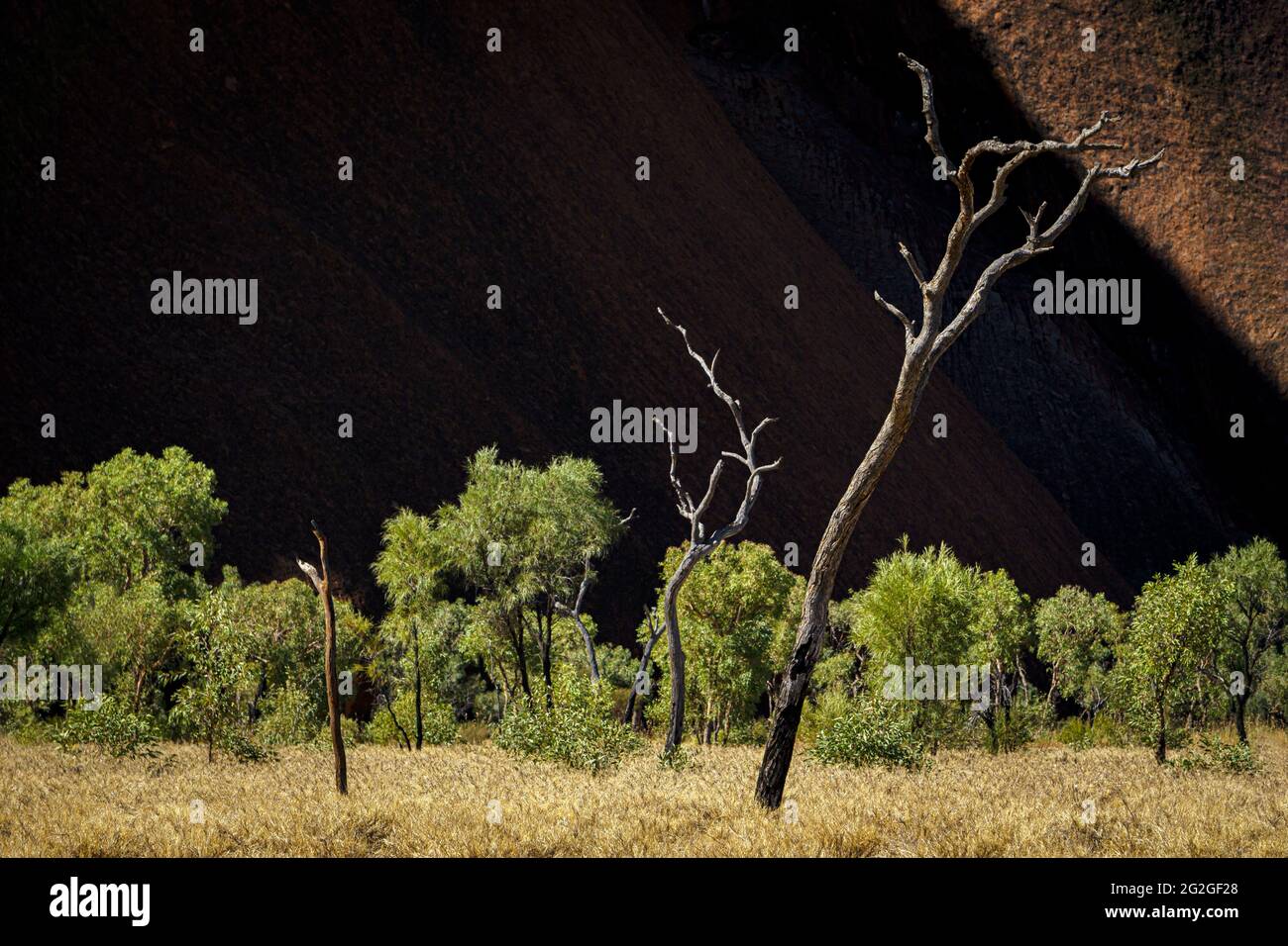 Trees at Uluru / Ayers Rock in Australia Stock Photo