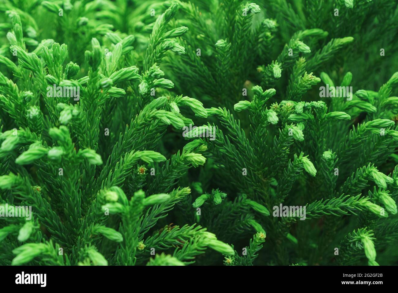 Green branches of a young thuja tree close-up in full screen. Macro Stock Photo