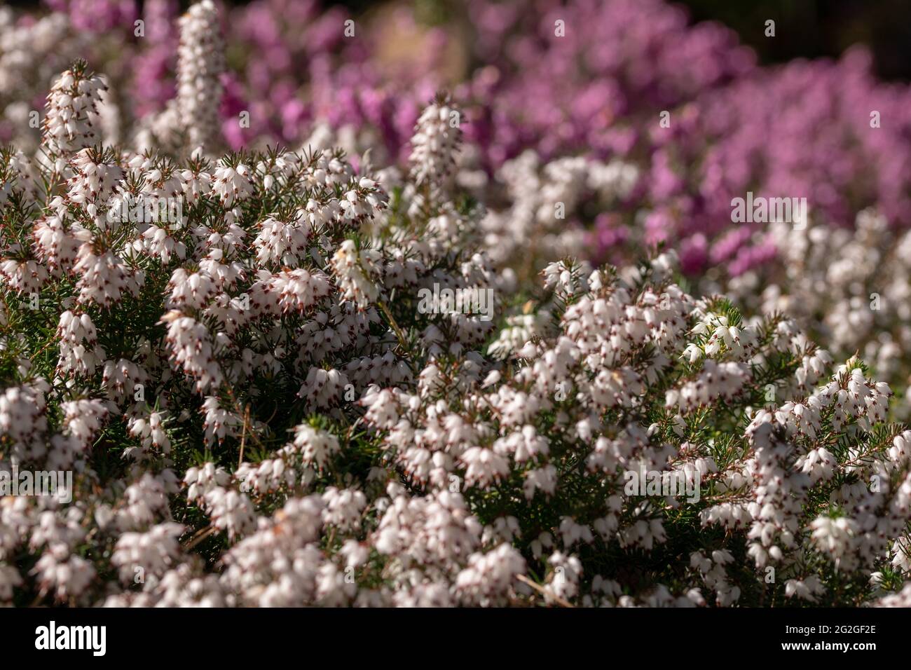 Selective focus shot of erica carnea (winter heath) flowers Stock Photo