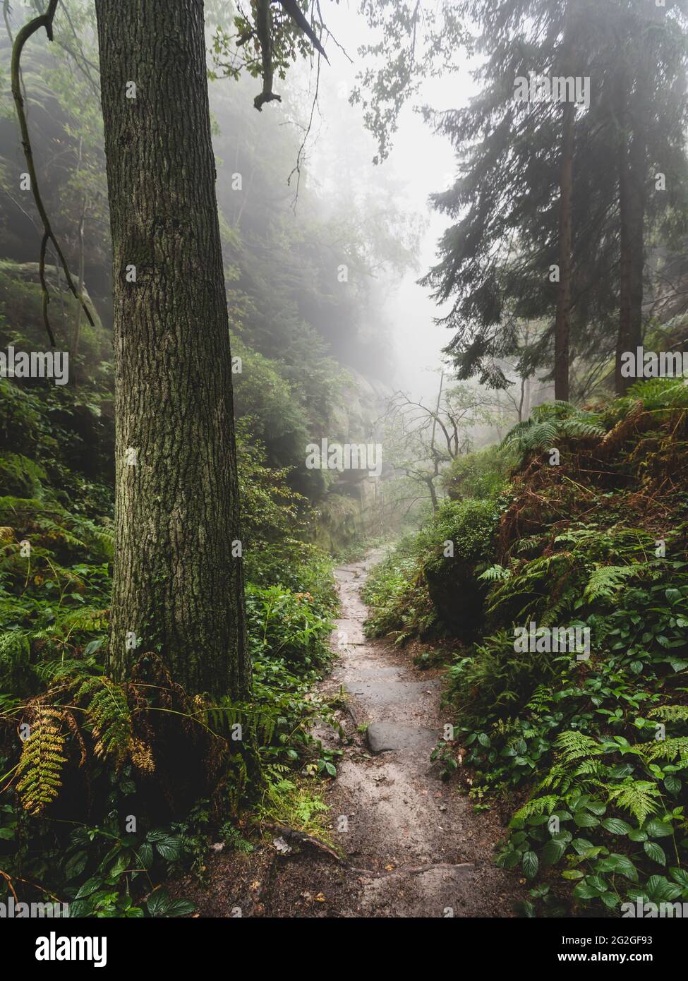 Foggy hiking trail in the Elbe Sandstone Mountains. Stock Photo