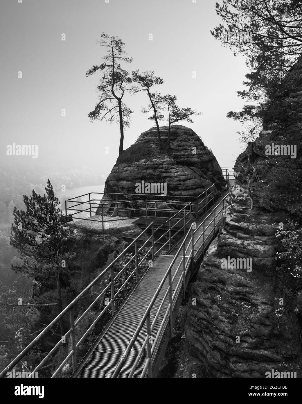 Pine trees in the fog at the Bastei in the Elbe Sandstone Mountains. Stock Photo