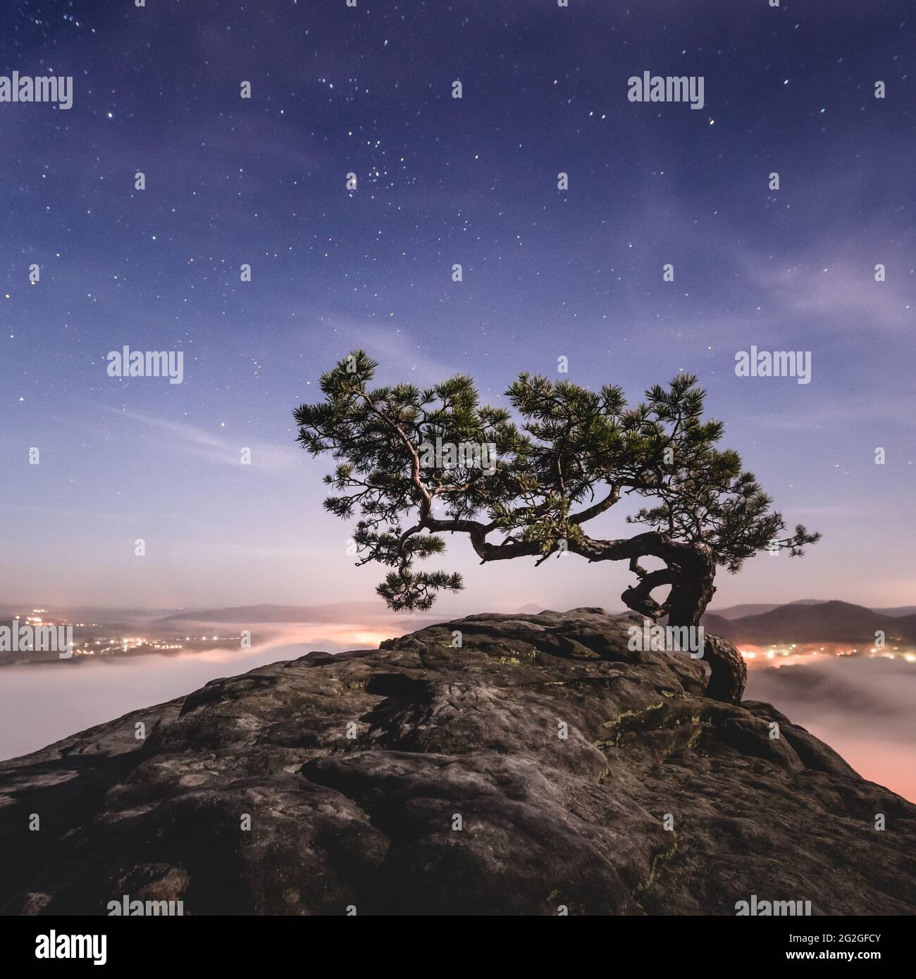 Weather pine on the Lilienstein under the starry sky in the Elbe Sandstone Mountains. Stock Photo