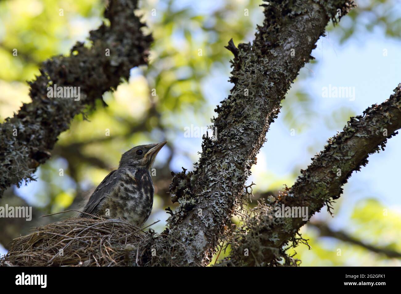 A fieldfare cup standing at the edge of its nest thinking about leaving ...