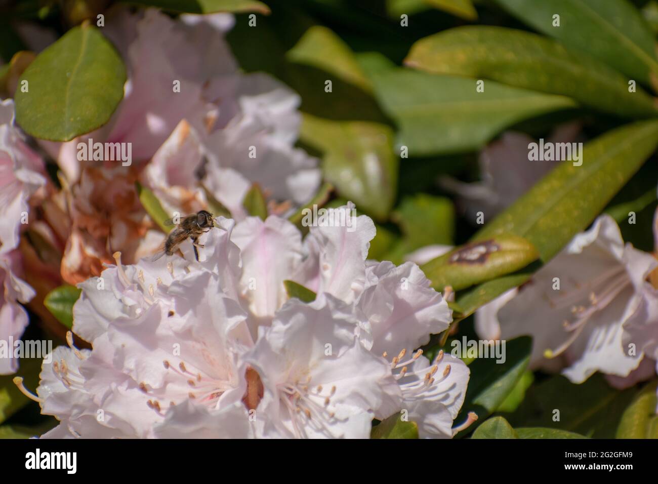 Selective focus shot of an insect on a pink rhododendron Stock Photo