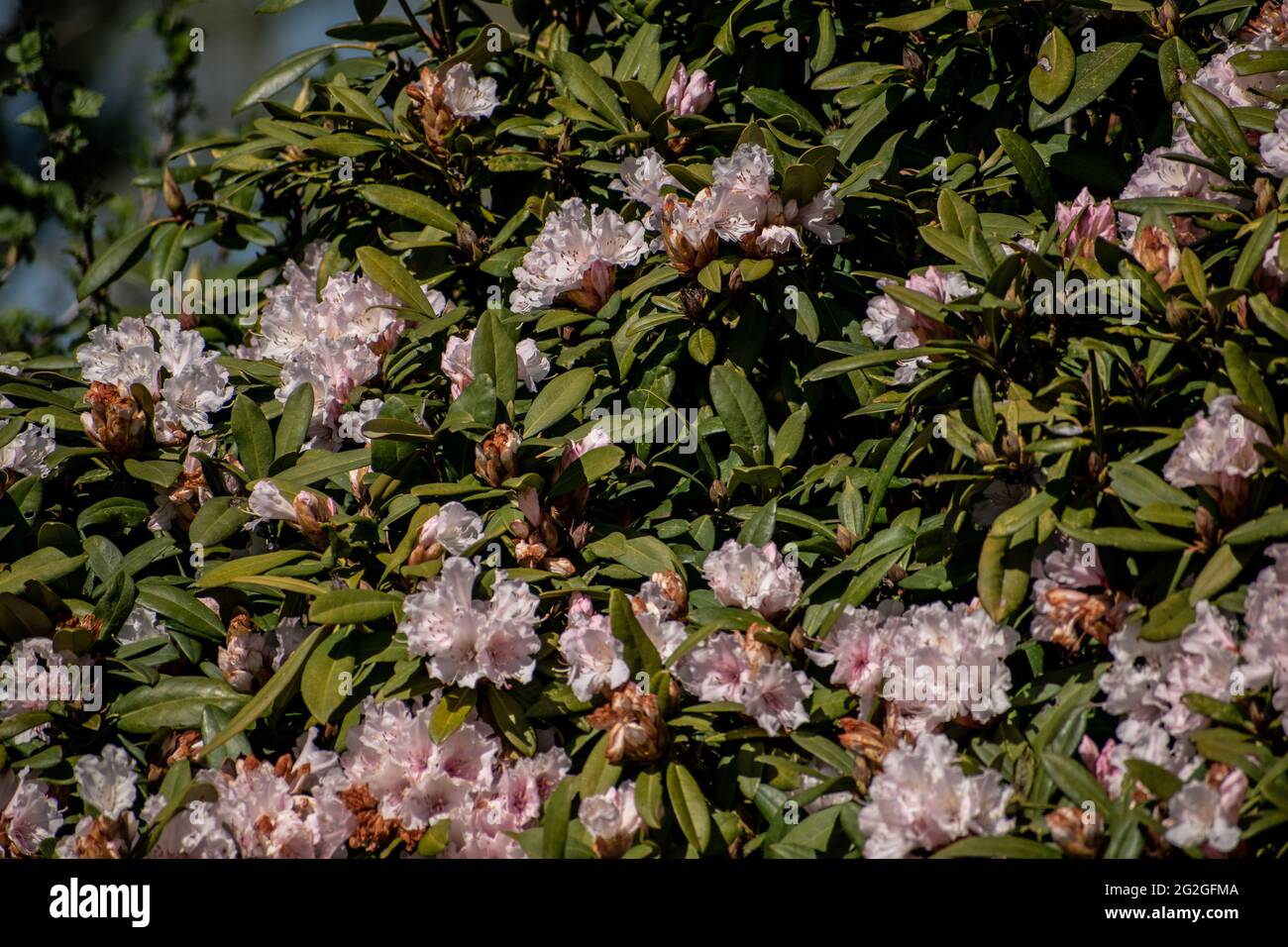 Selective focus shot of pink rhododendrons Stock Photo
