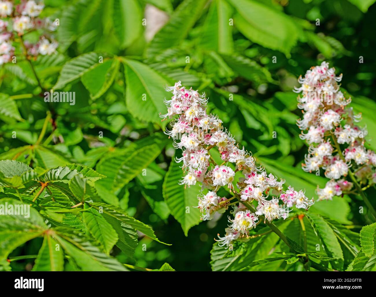 Chestnut tree with chestnuts hi-res stock photography and images - Alamy