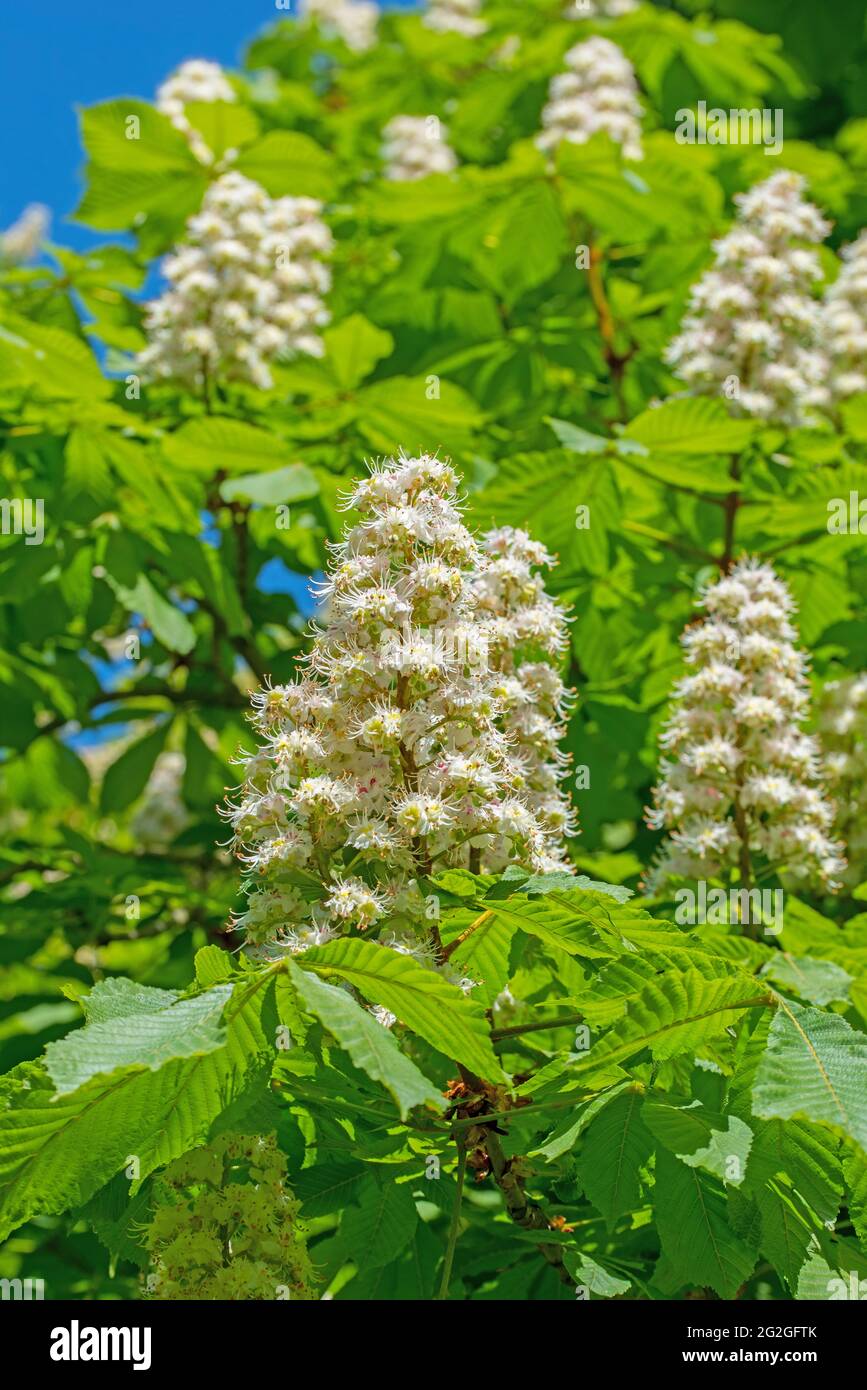 Chestnut tree in spring hi-res stock photography and images - Alamy