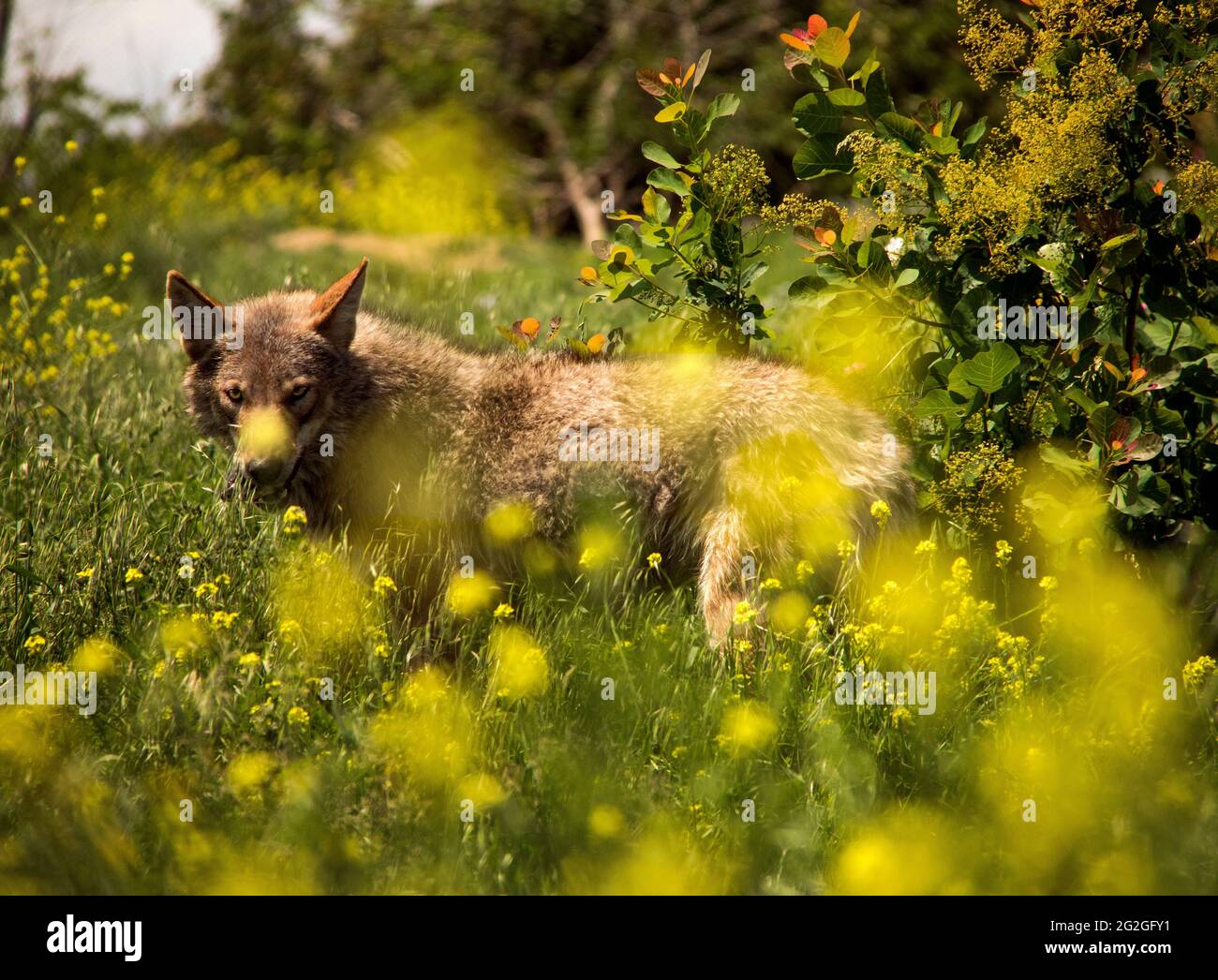 spring hires stock photography and images Alamy
