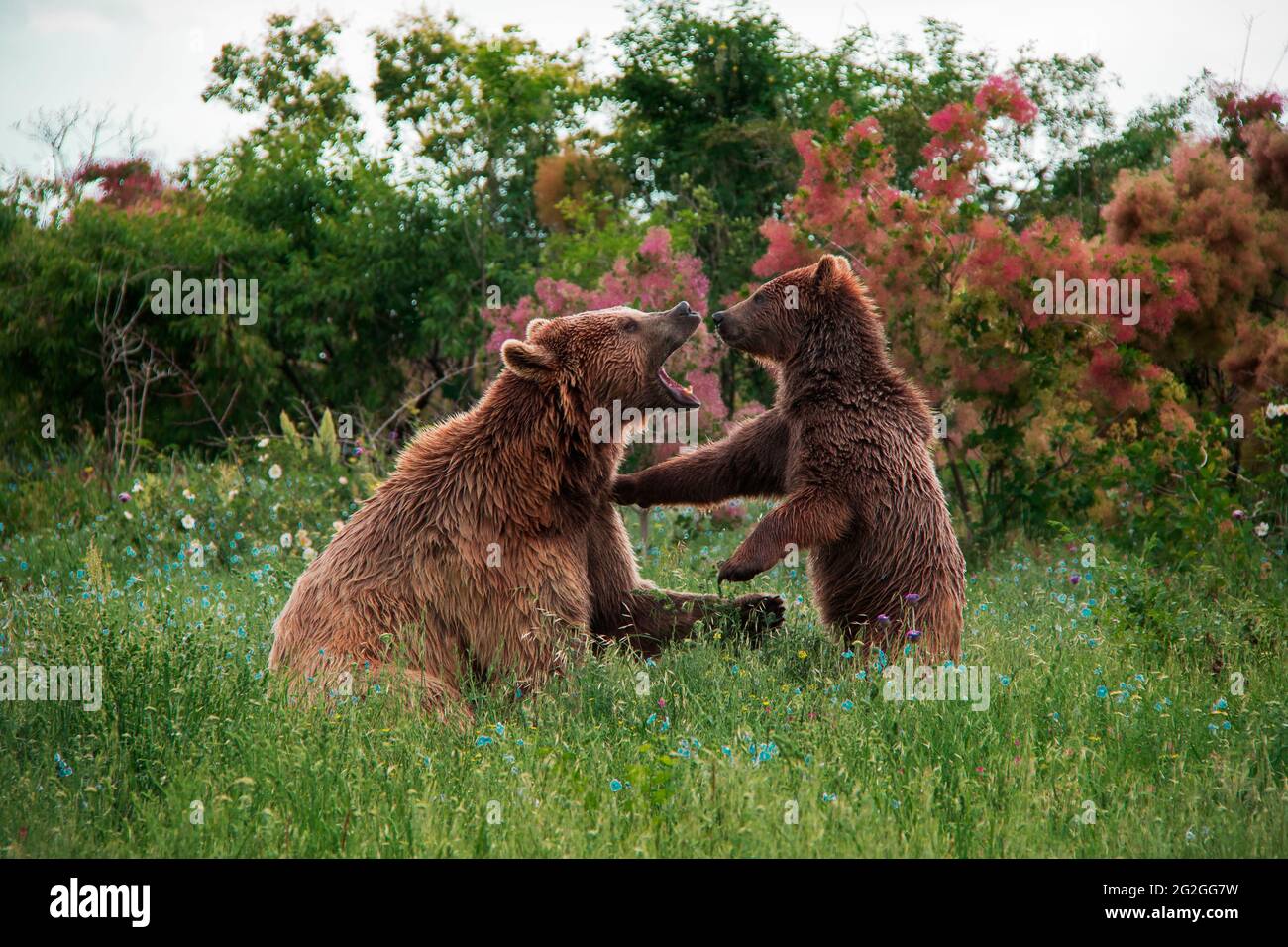 Brown bears in the nature, Georgia Stock Photo