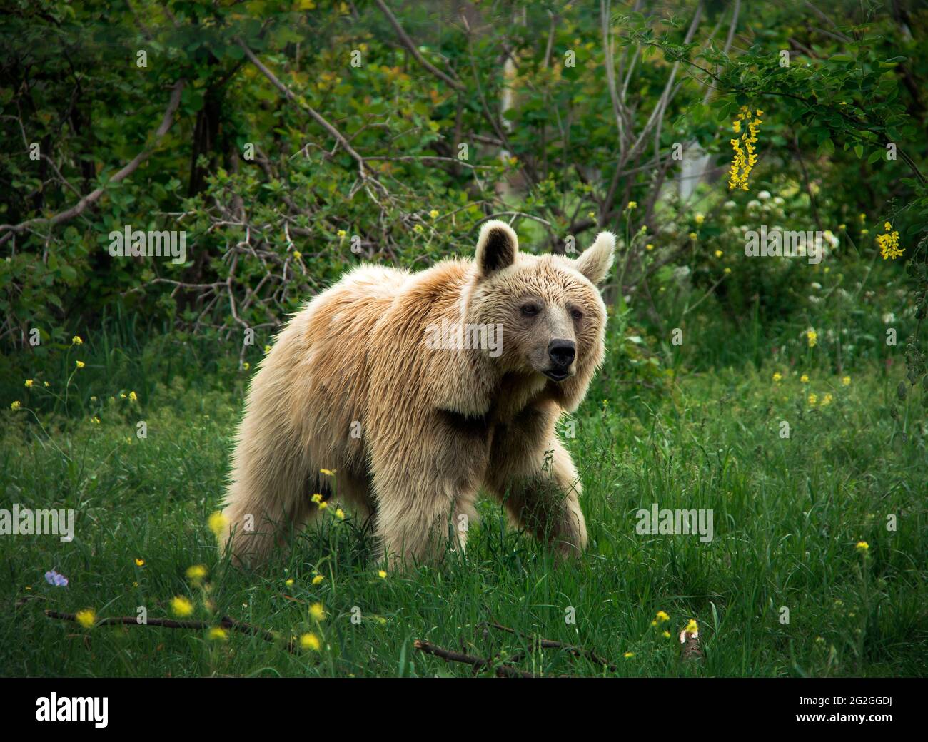 Brown bears in the nature, Georgia Stock Photo