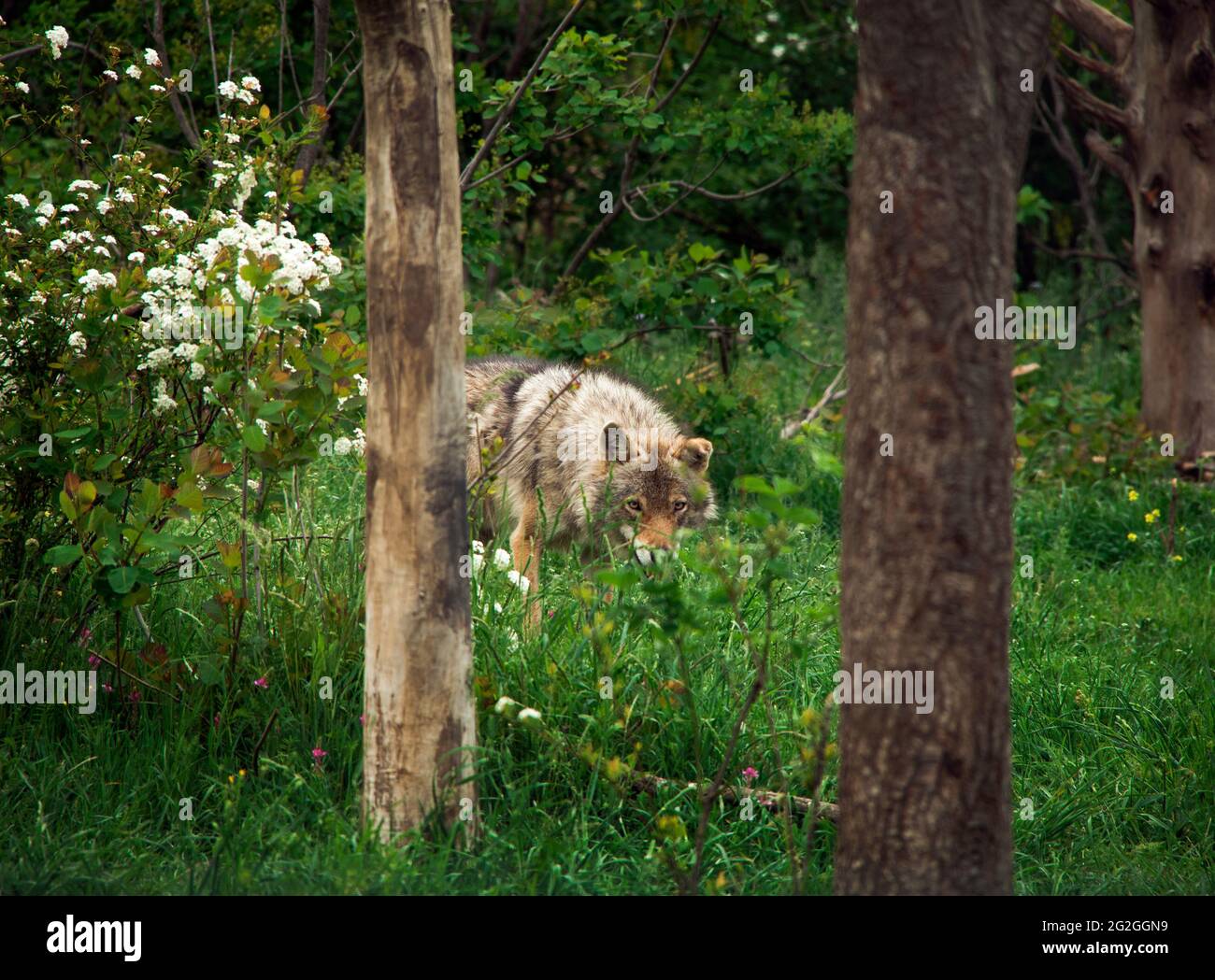 Gray wolves in the nature, Stock Photo Alamy