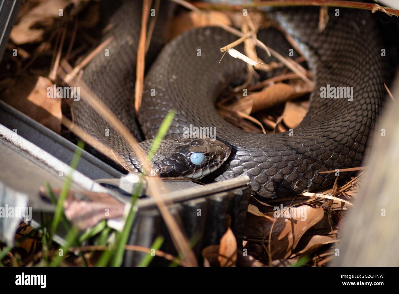 Eastern Hognose black snake coiled and with bluish film over eyes meaning its preparing to shed Stock Photo