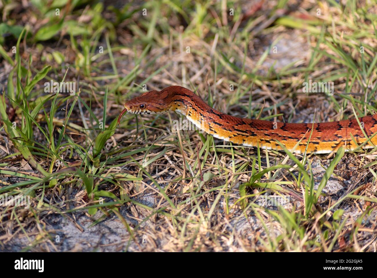 Corn snake with tongue out calmly gliding through the grass. Pantherophis guttatus a North American species of a rat snake. Good for pest control Stock Photo