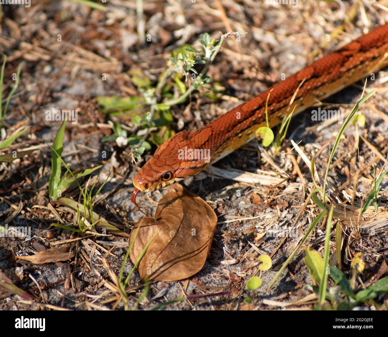 Corn snake pantherophis guttatus.  A North American species of a rat snake. Beneficial to humans as pest control. Stock Photo