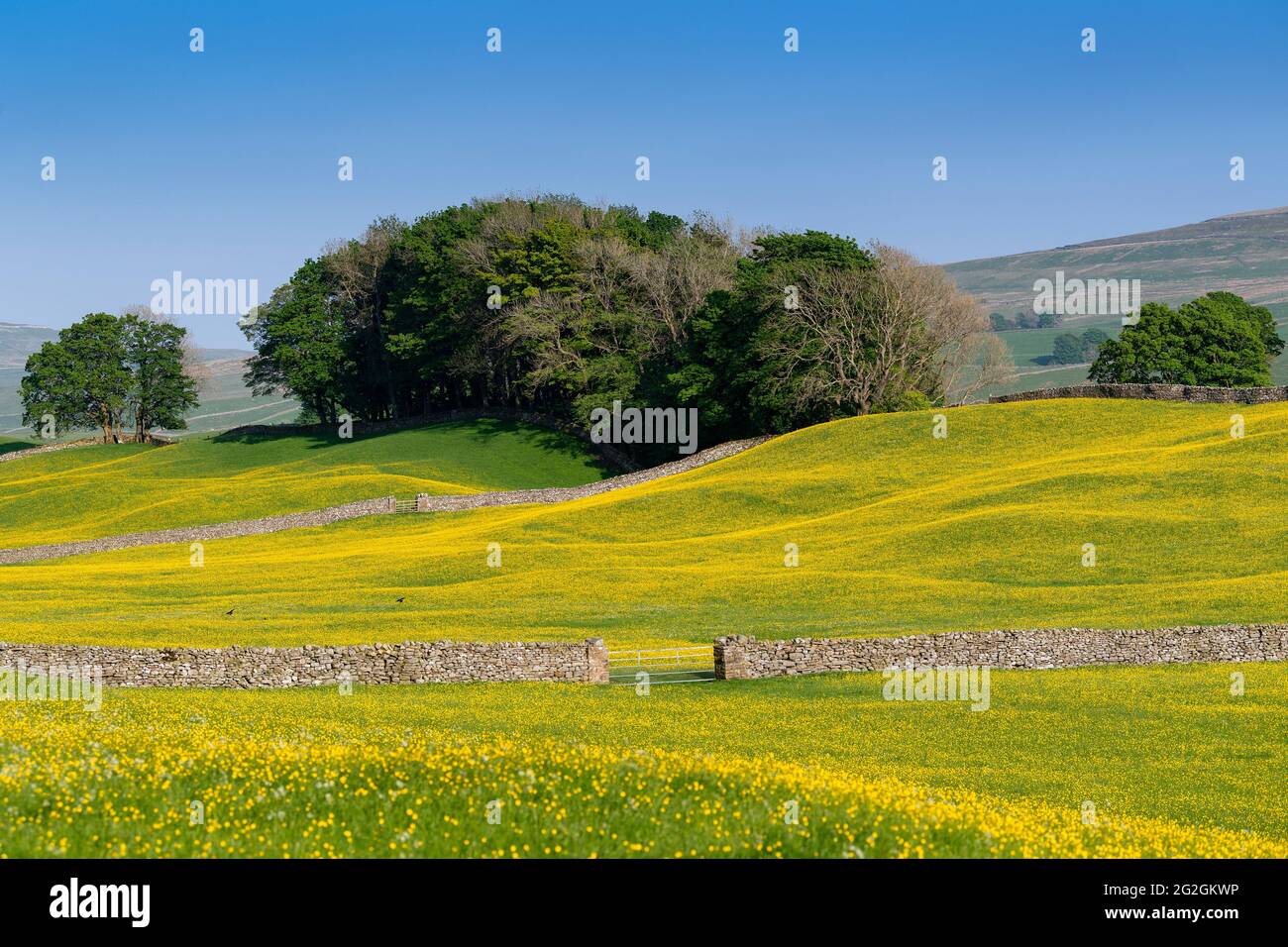 Wildflower meadow in Wensleydale full of buttercups, creating a striking yellow view down the Dale on a summer evening. North Yorkshire, UK. Stock Photo