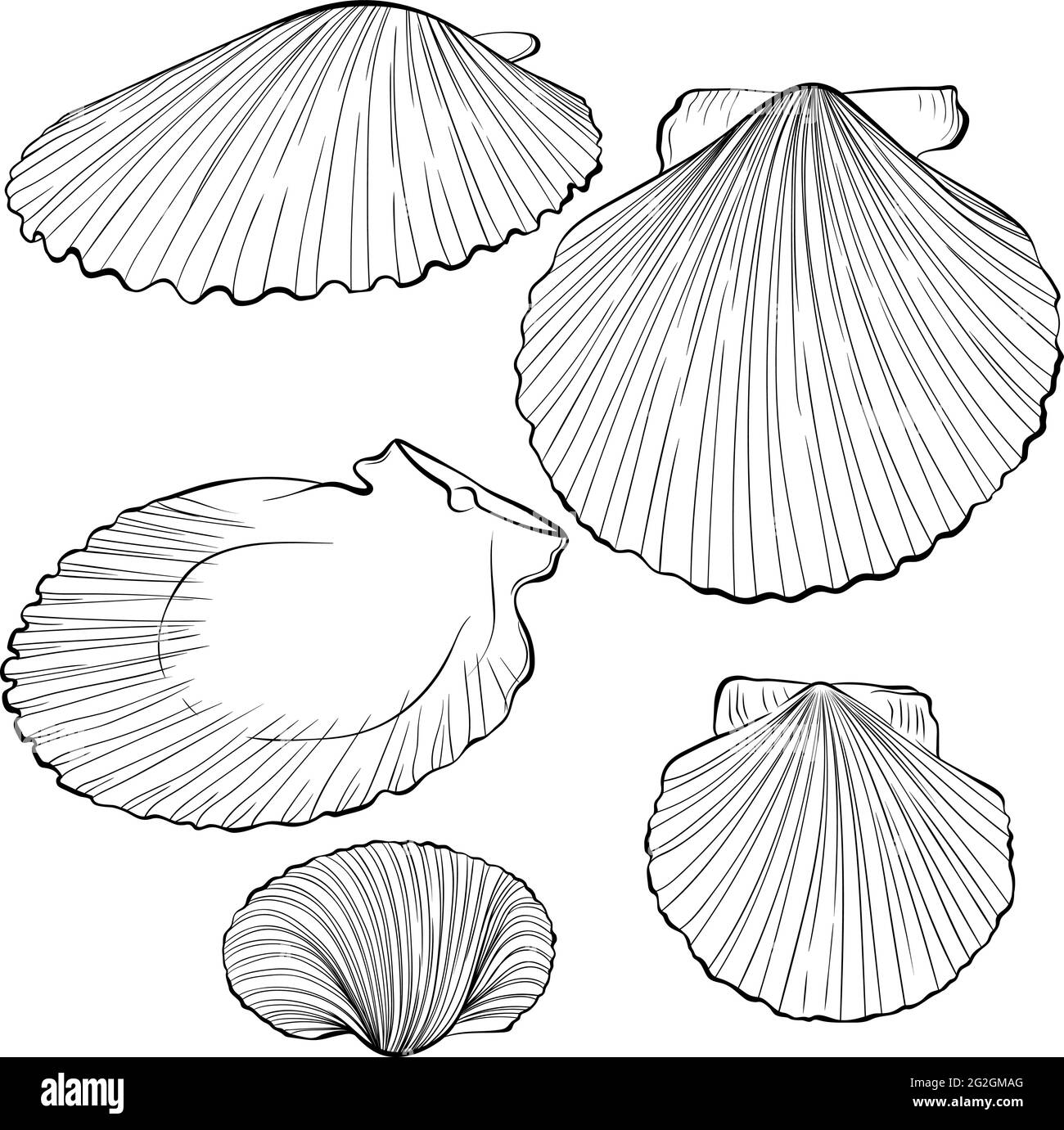Scallop shells from different angles line art Stock Vector