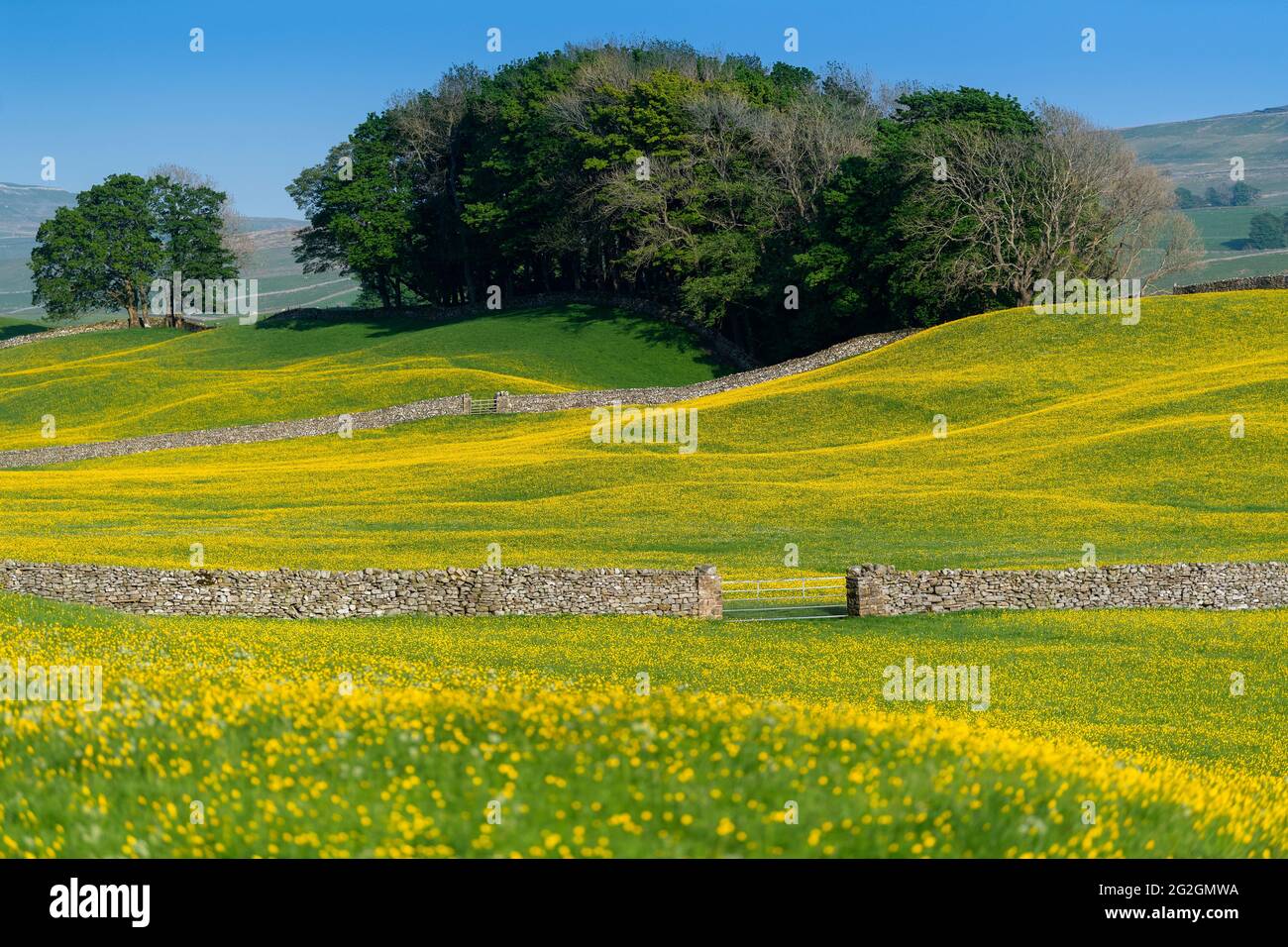Wildflower meadow in Wensleydale full of buttercups, creating a striking yellow view down the Dale on a summer evening. North Yorkshire, UK. Stock Photo