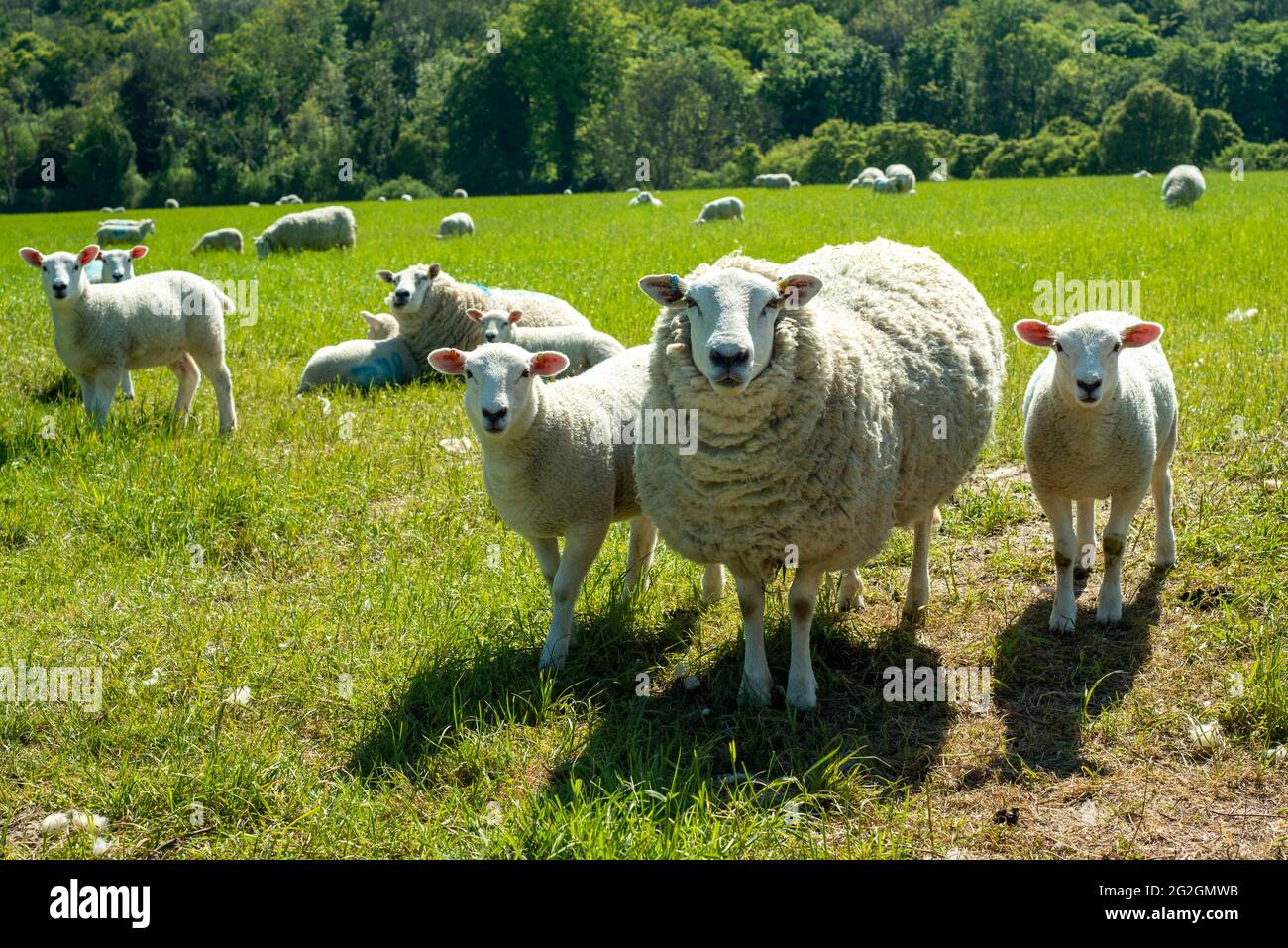 Sheep and lambs in a field Stock Photo - Alamy